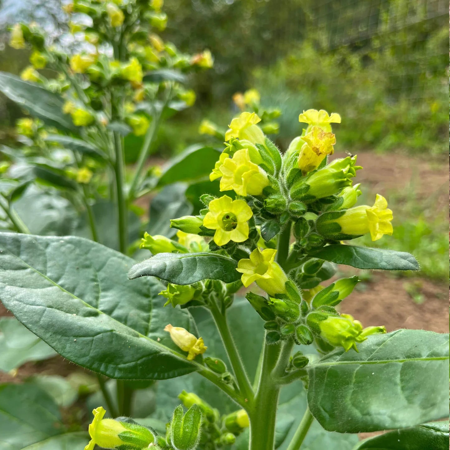 Meadow Tobacco Planting Seeds for Home Garden – 100 pcs