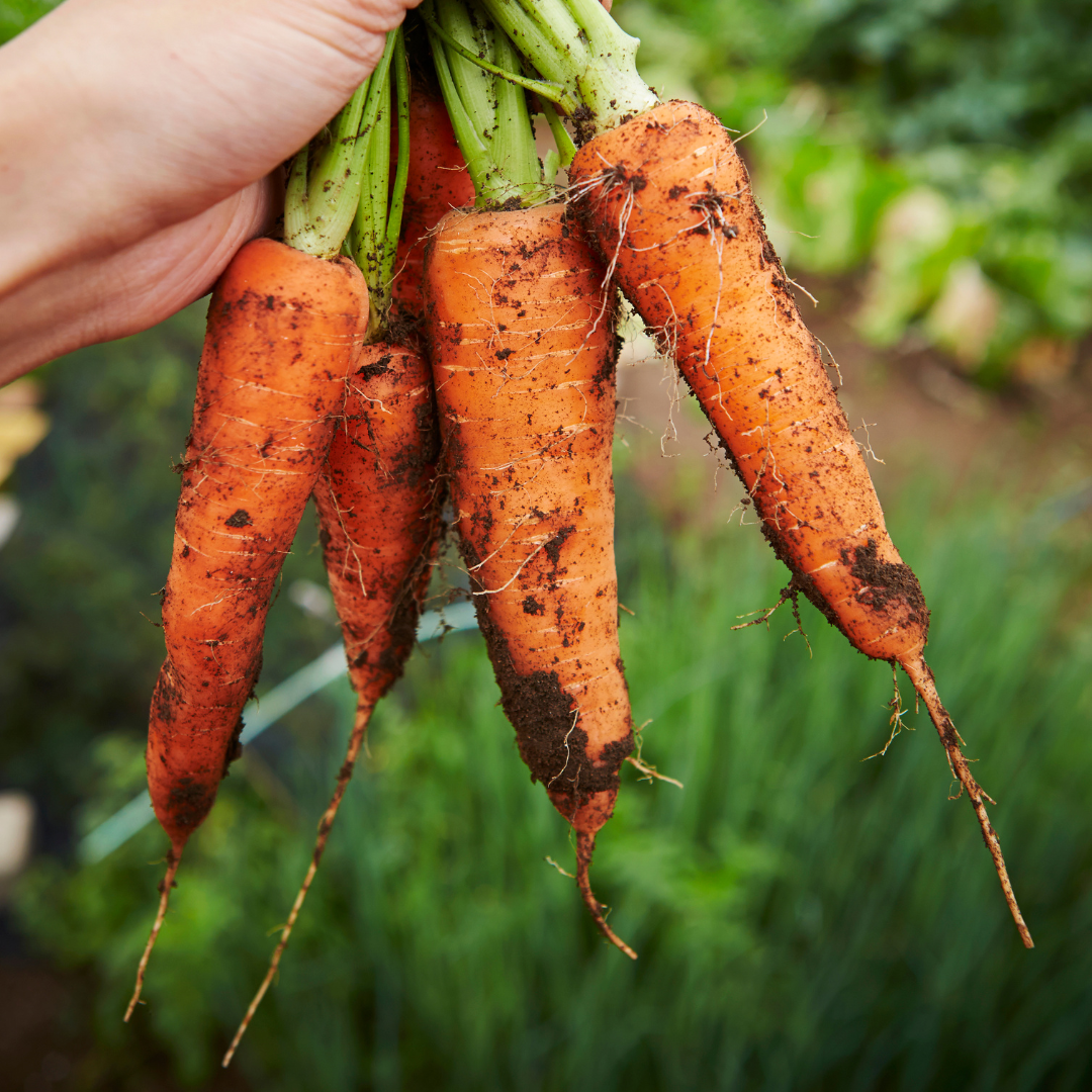 Adelaide Carrot Seeds – Early Baby Carrot Variety - Premium Quality for Home Gardening