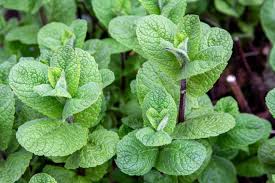 Fresh Mojito Mint Seeds (Mentha villosa) – Grow Aromatic, Lush Herbs for Cocktails & Teas | Non-GMO, Easy to Grow, Garden & Kitchen Essential