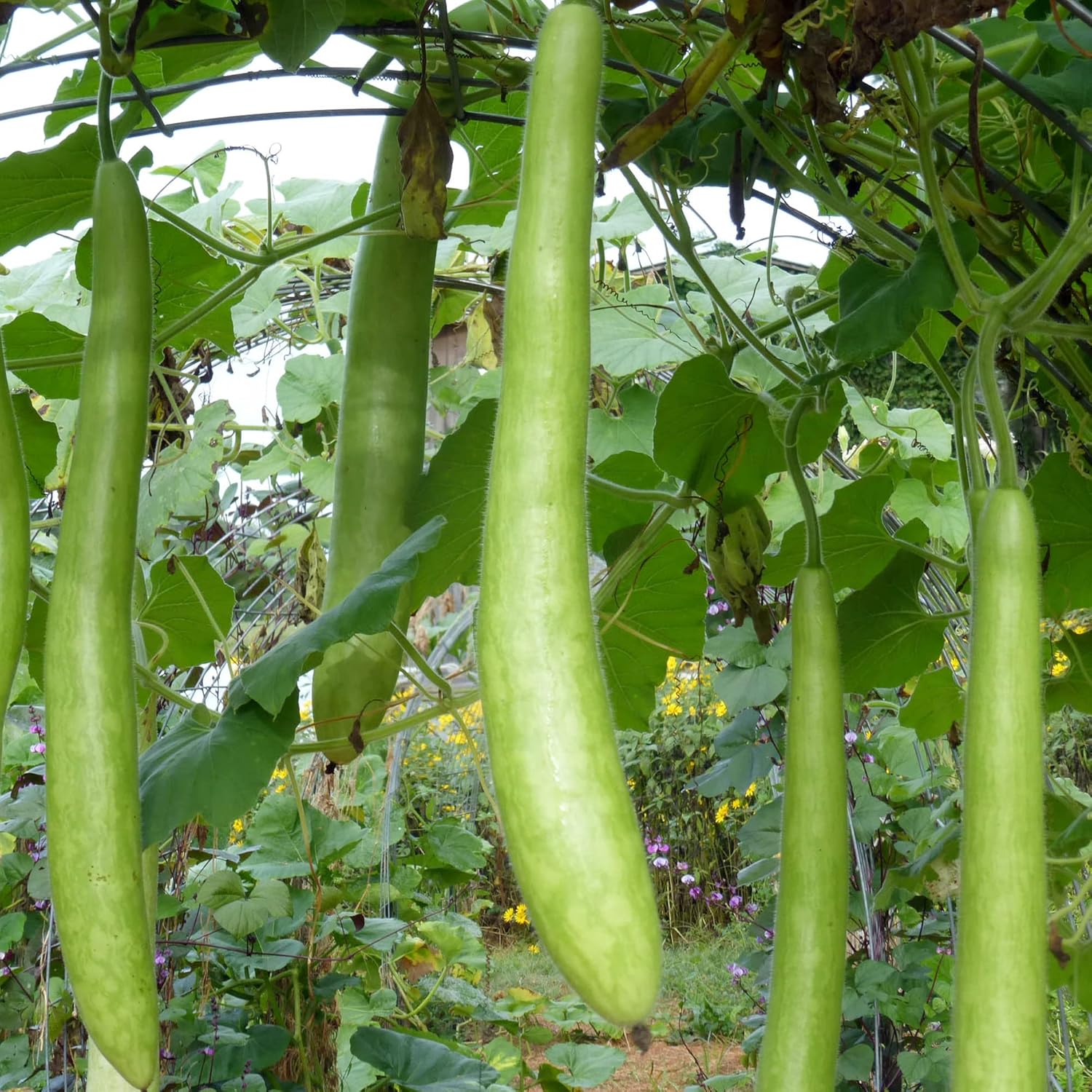 Cucuzzi Gourd Seeds,  Italian Edible Gourd, Annual, Self Pollinating Vegetable Garden Seeds