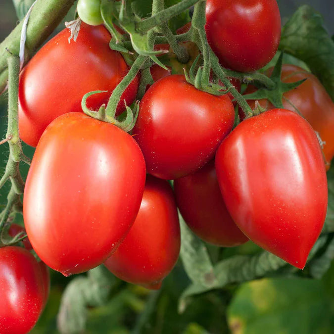 Amish Paste Tomato Seeds – Heirloom, Organic, High-Yielding & Flavorful