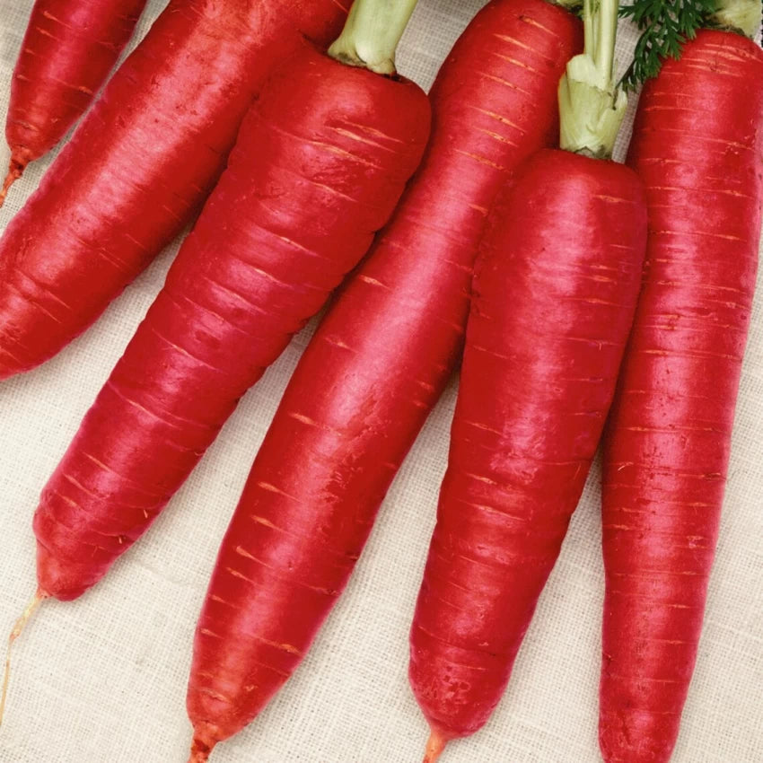 Atomic Red Carrot Seeds – Heirloom, Vibrant Red, Sweet & Nutritious