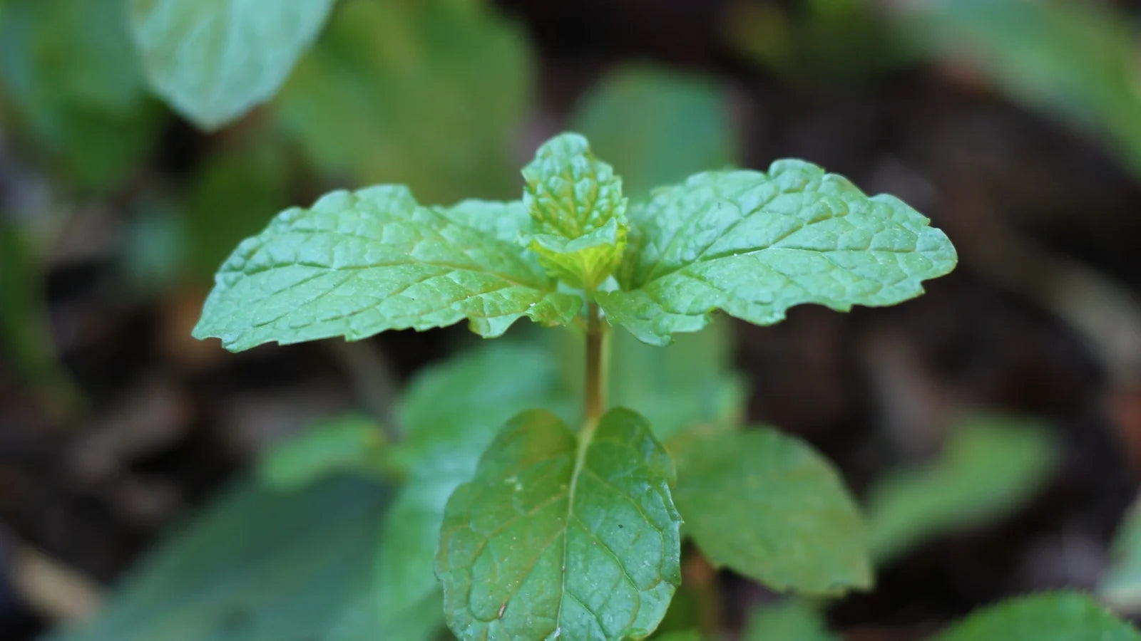 Classic Mint Varieties - Premium Mint Seeds for Planting, Fresh Culinary & Herbal Garden Essentials