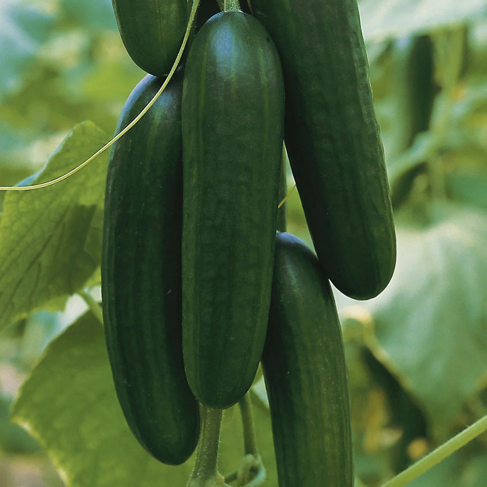 Picolino Cucumber Seeds – High-Yield Mini Cucumbers for Greenhouse & Garden