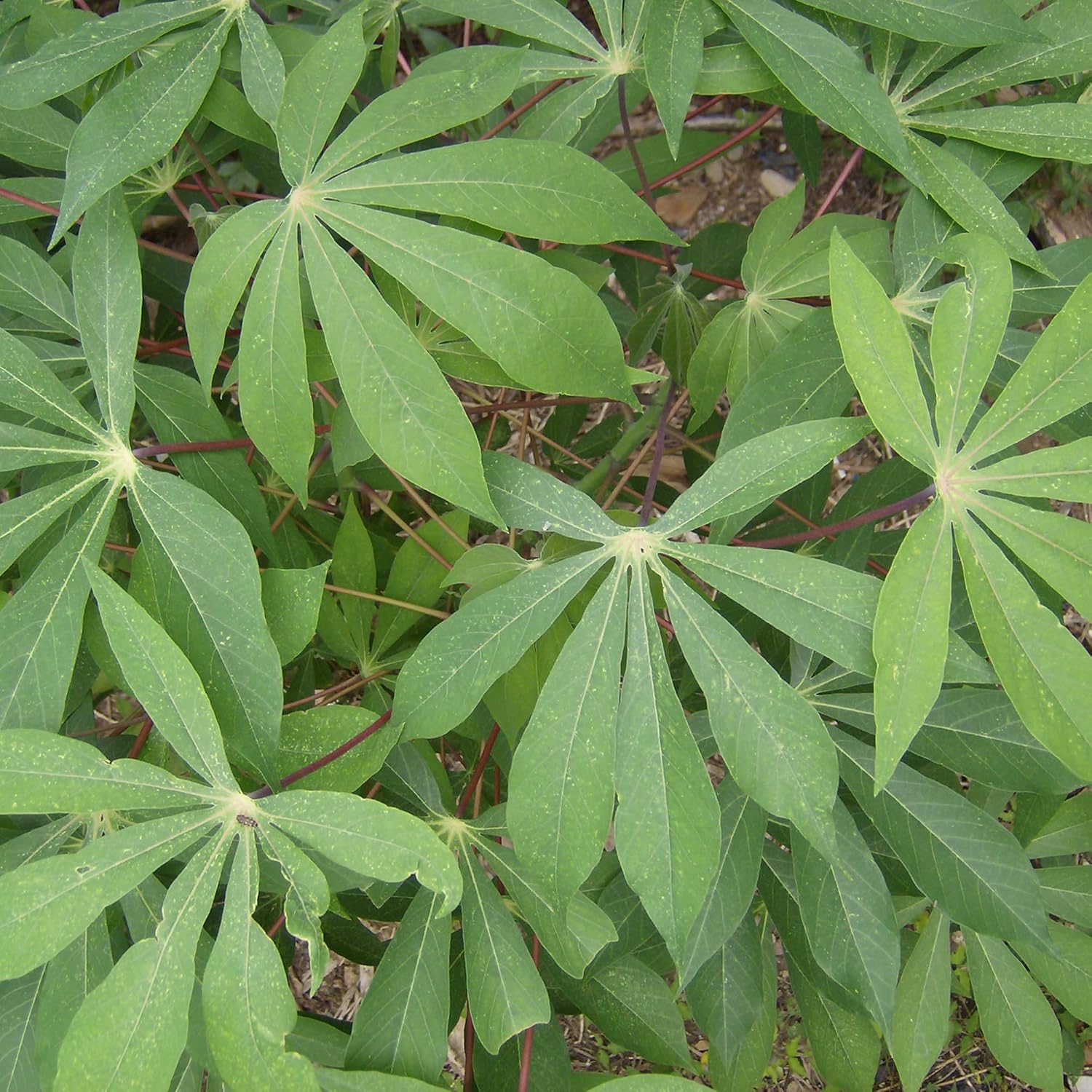 Graines de manioc Manihot Esculenta à planter - Yuca, bonne source de glucides, idéales pour bouillir, frire ou écraser