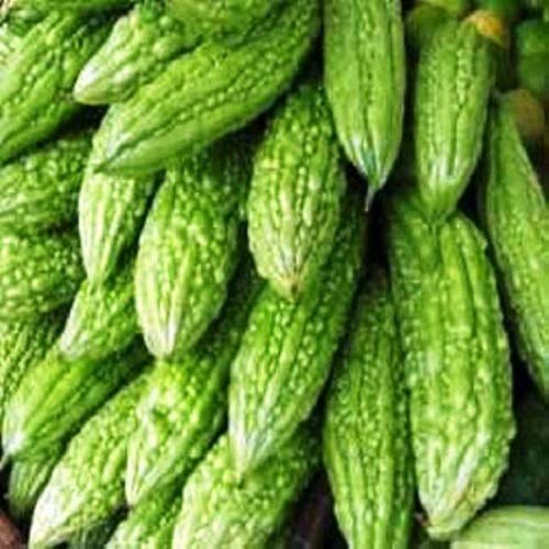 Pusa Vishesh Bitter Gourd Seeds – High-Yield, Early Maturing Variety