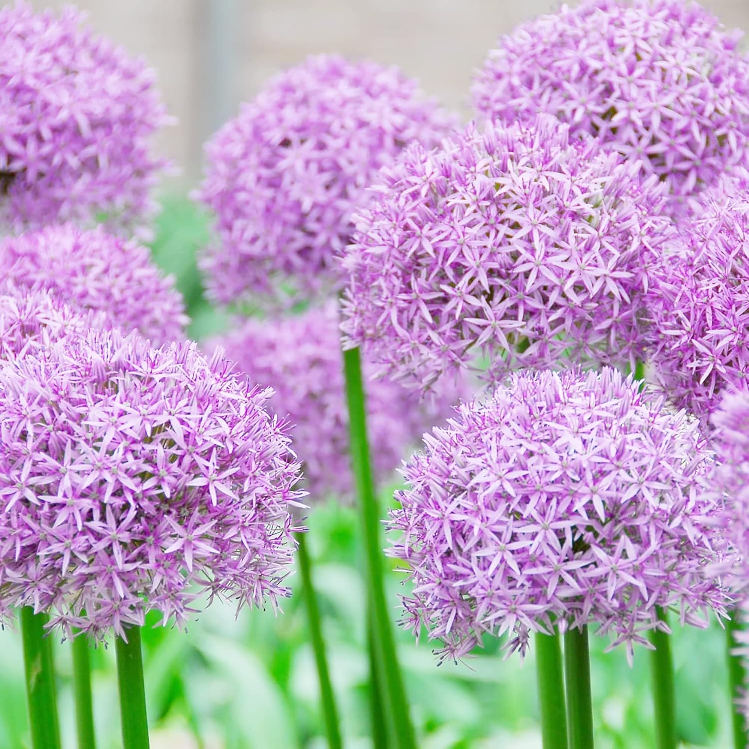 Giant Allium Seeds - Allium Giganteum Purple, Cold Hardy Heirloom & Non-GMO, Ideal for Cut Flowers - 50 Pcs