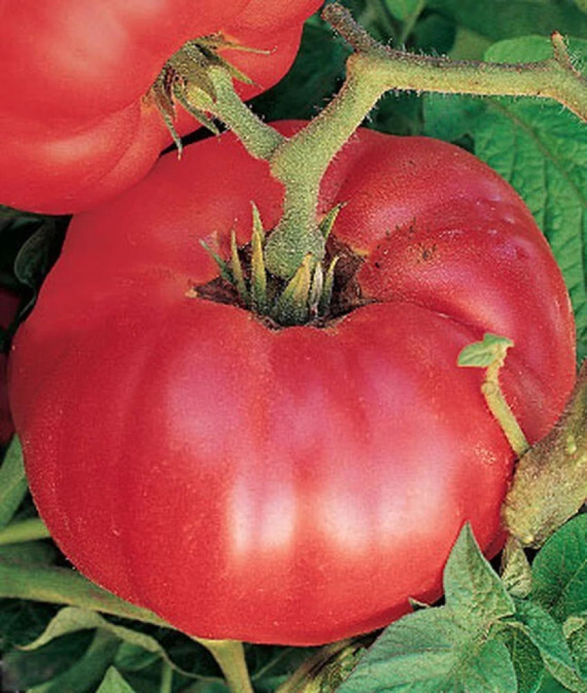 German Johnson Tomato Seeds – Heirloom, Large & Juicy, Ideal for Slicing & Sauces