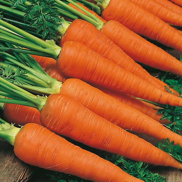 Autumn King Carrot Seeds – Heirloom, Sweet & Hardy Variety