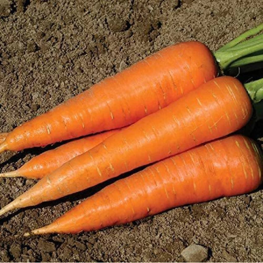 Hercules Carrot Seeds – High-Yield, Sweet & Crisp Heirloom Variety