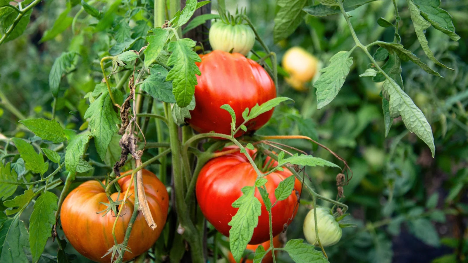 Heirloom Tomato Seeds – Premium Quality, Non-GMO, Organic Variety for Home Gardens