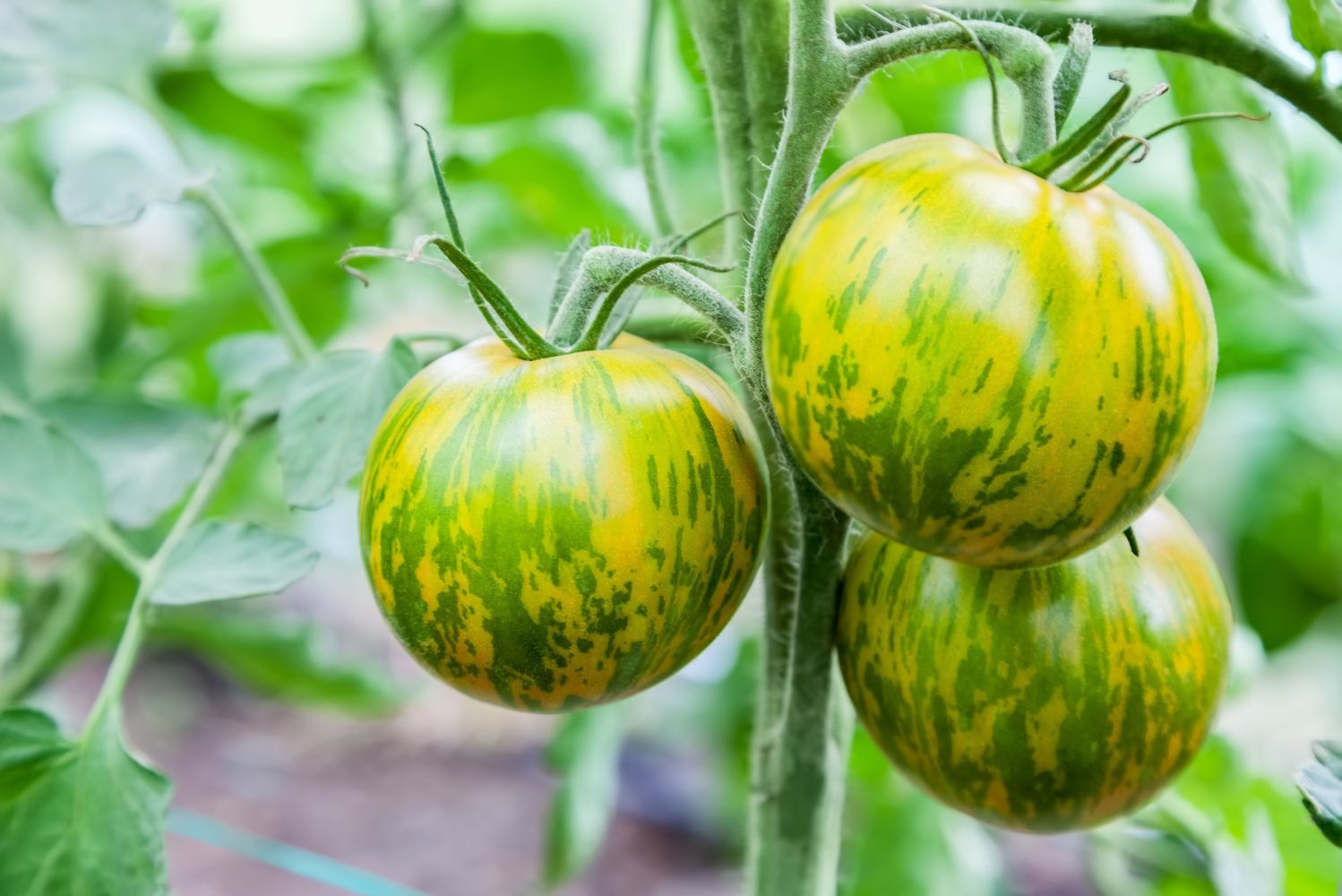 Green Zebra Tomato Seeds – Heirloom, Striped, Tangy & Sweet