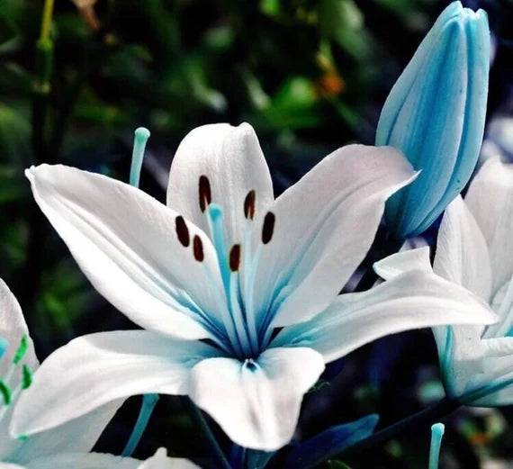 Blaue, seltene Liliensamen für die Gartenarbeit im Hof, Lilium-Blumensamen für Zuhause, Bonsai und zum Bepflanzen des Gartens – 50 Stück