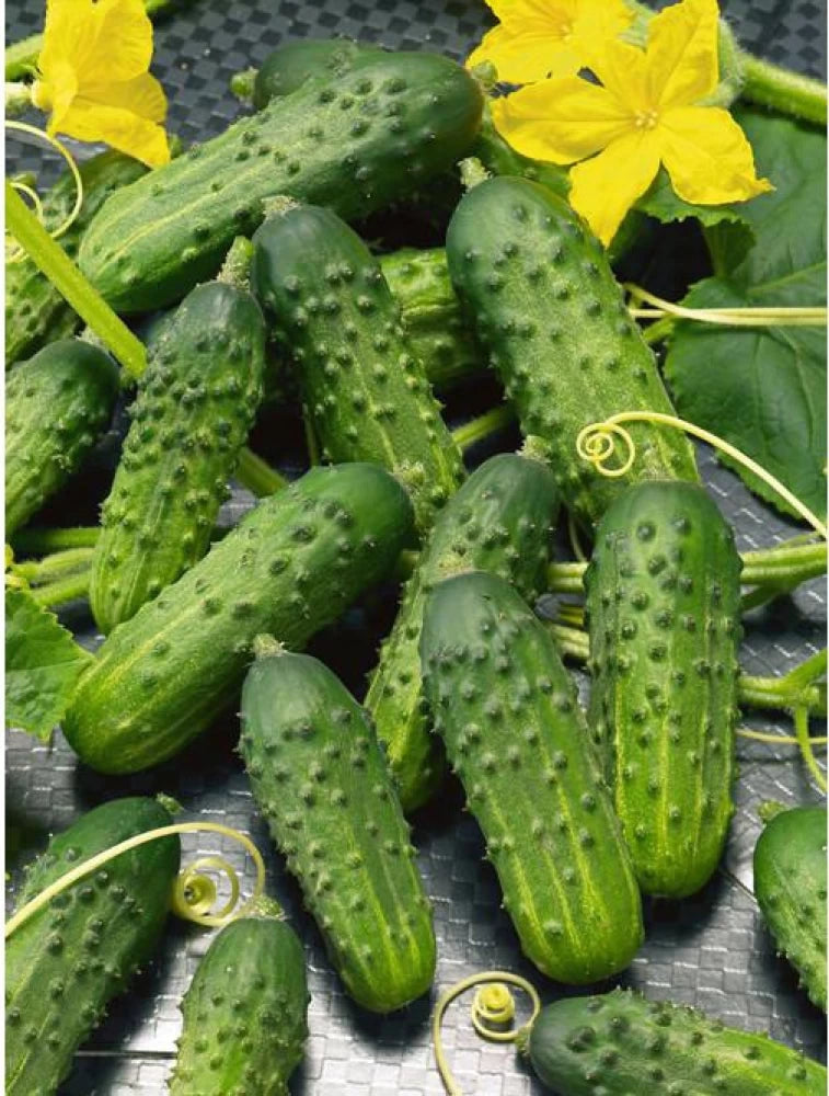 Calypso Cucumber Seeds – High-Yield, Crisp & Disease-Resistant Variety