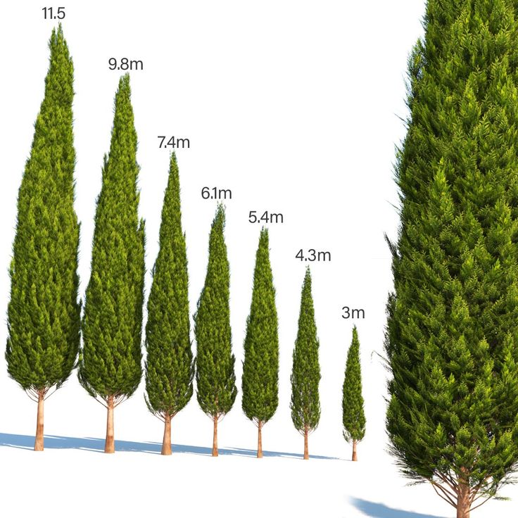 Italian Cypress Narrow Columnar Tree Seeds, Cupressus Sempervirens Stricta Seeds