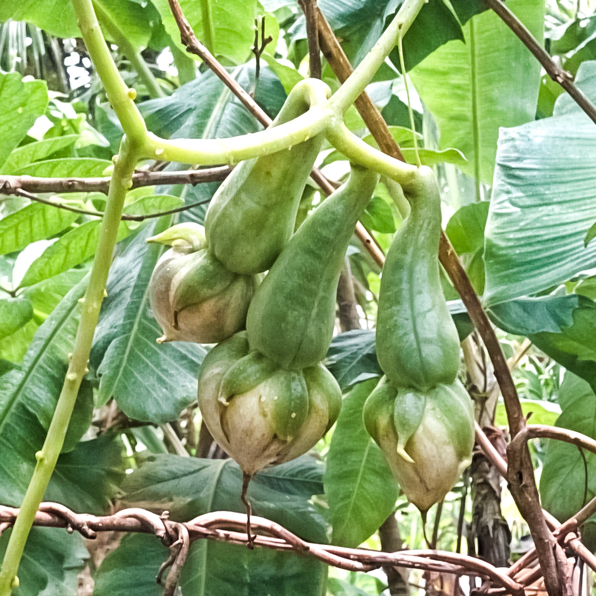 Graines de légumes Alanga – Haricot grimpant asiatique traditionnel pour jardins familiaux