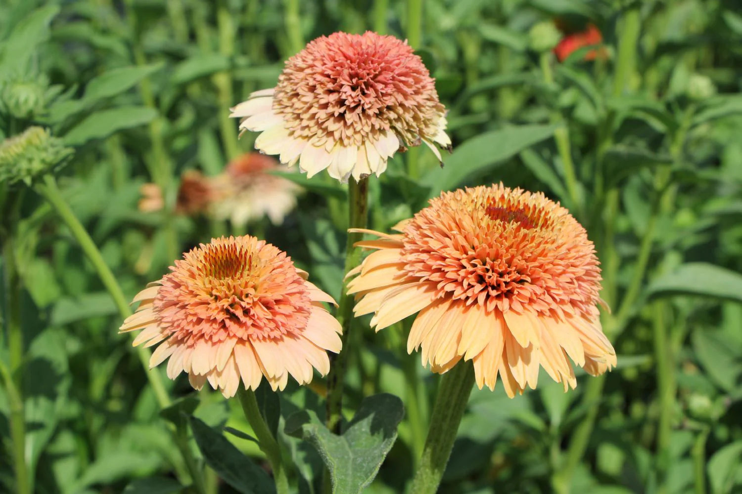 Echinacea 'Supreme Cantaloupe' Flower Seeds - Vibrant Orange-Red Coneflower