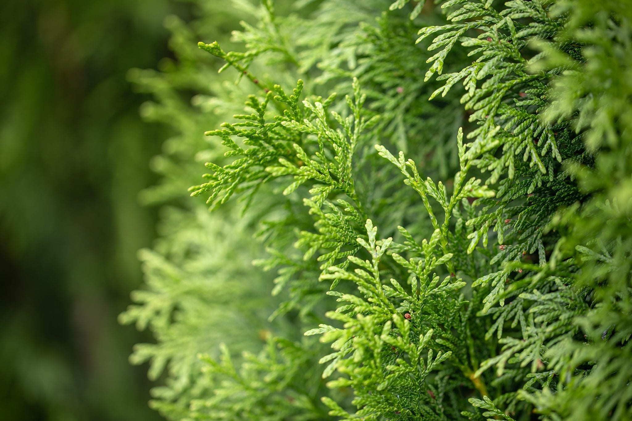 Semillas de árbol de enebro para plantación premium