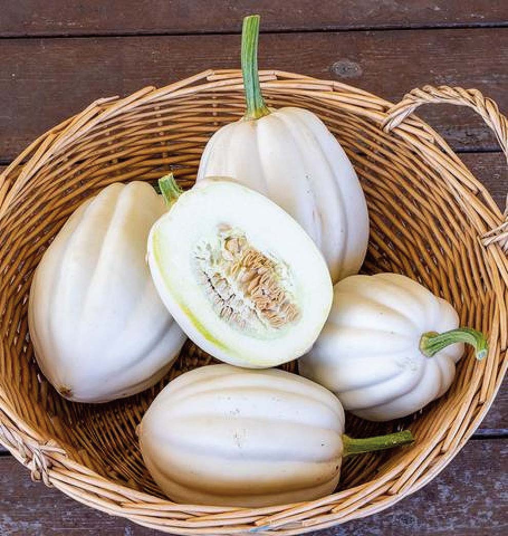 Squash 'Mashed Potatoes' F1 Hybrid Seeds  High-Yield Gardening Variety, Easy to Grow, Perfect for Home Gardeners