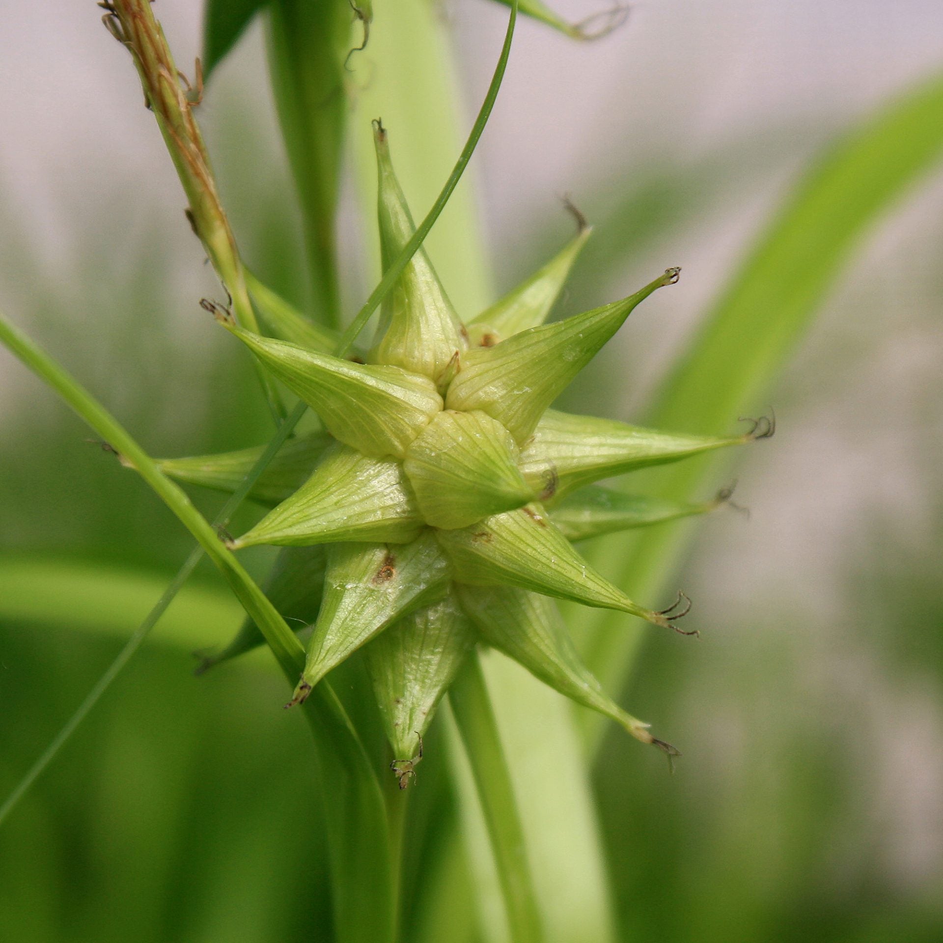 Semillas de Carex Grayi para plantar, semillas de calidad premium para jardinería