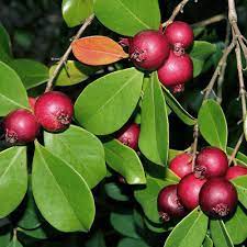 Barbados (Strawberry Guava) Seeds – Sweet & Fragrant Tropical Fruit for Planting