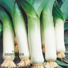 Leek Tornado Vegetable Seeds, Cultivate Long, Flavorful Leeks with Expert Tips on Successful Growth from Seed to Harvest