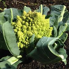 Romanesco Navona Seeds - Grow Unique and Nutritious Romanesco Cauliflower