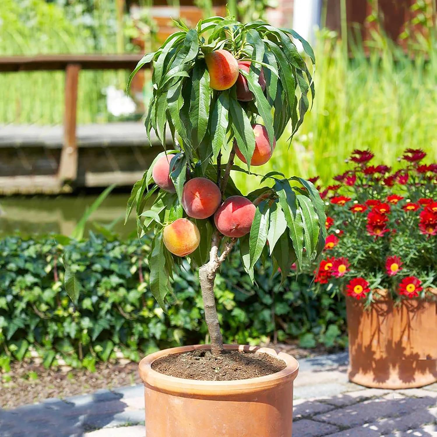 Dwarf Peach Tree Seeds  GMO Free Fruit Tree Seeds for Small Gardens, Patios, Balconies, and Indoor Cultivation
