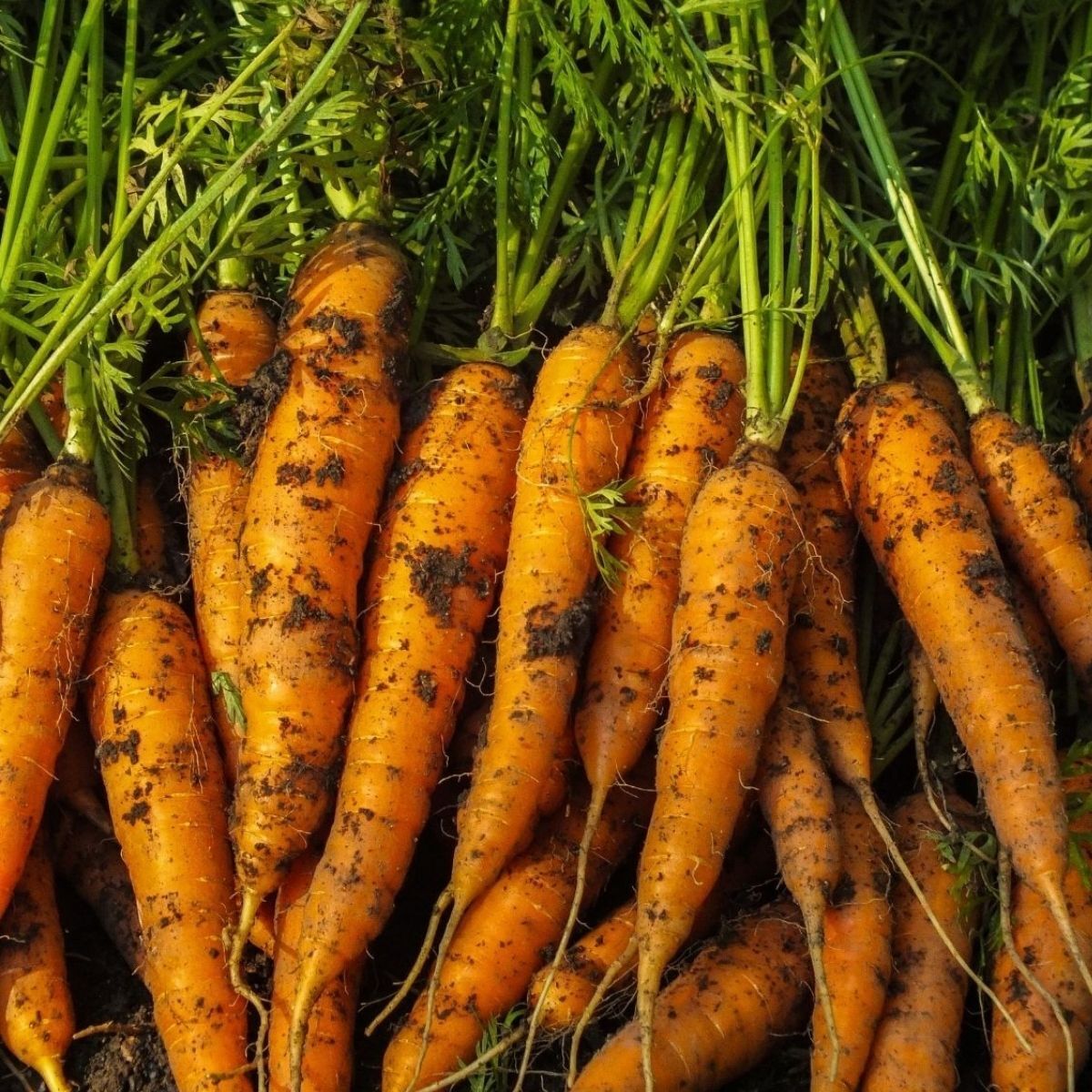 Berlicum Carrot Seeds - High-Yield, Sweet & Flavorful Carrots for Your Garden