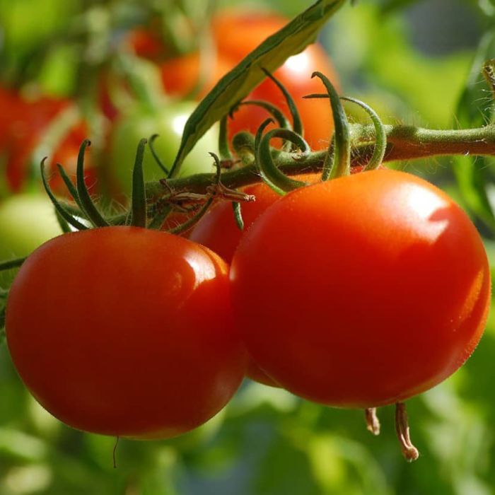 Celebrity Tomato Seeds – High-Yield, Disease-Resistant Hybrid for Juicy, Flavorful Harvests