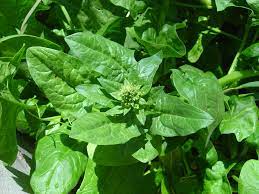 Buy Bolt-Resistant & Heat-Tolerant Seeds | High-Quality, Resilient Varieties for Thriving Gardens