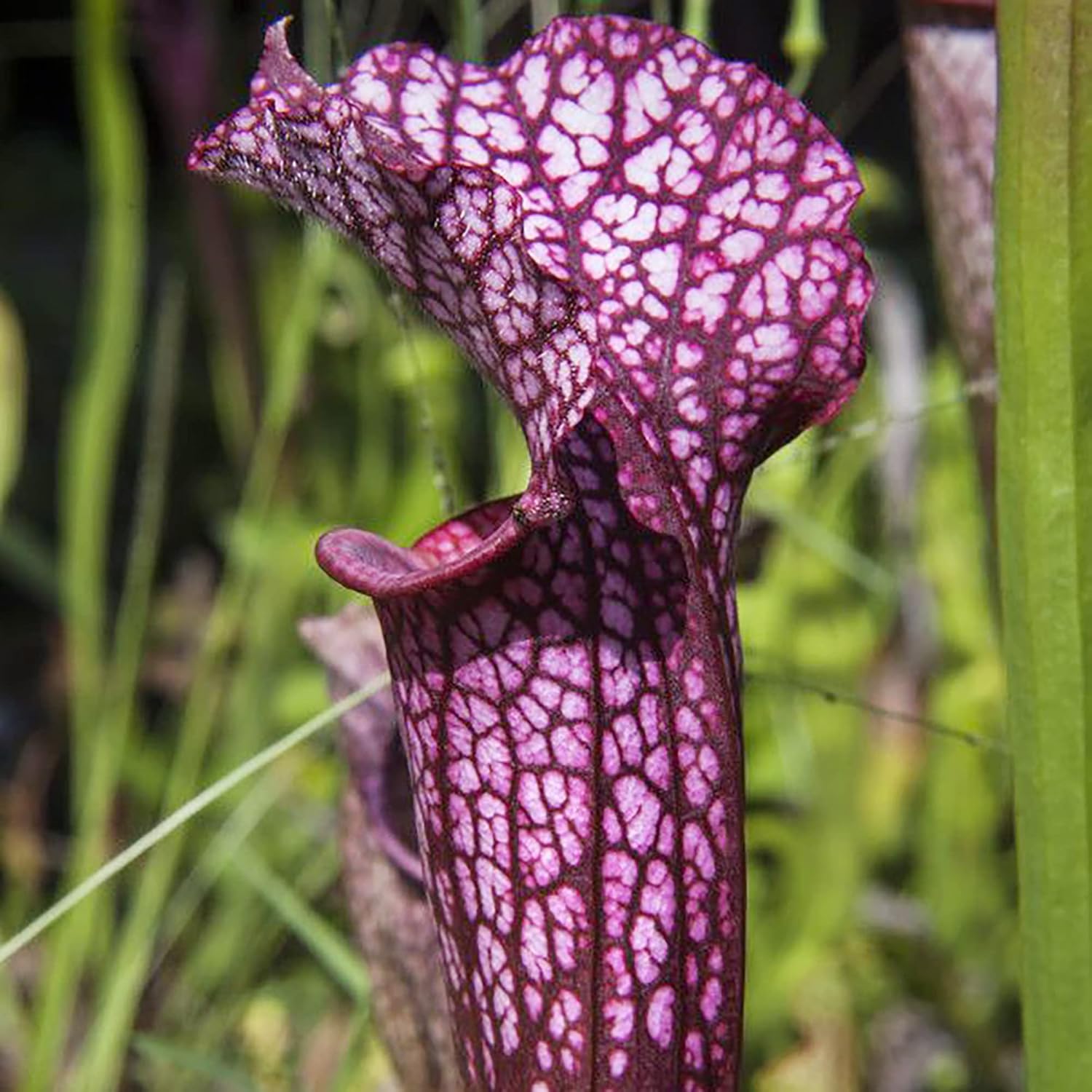 Graines de Sarracenia Purpurea - Plante pourpre, feuilles uniques en forme de pichet, attire les pollinisateurs, prospère dans les zones humides pauvres en nutriments, jardin extérieur - 25 pièces