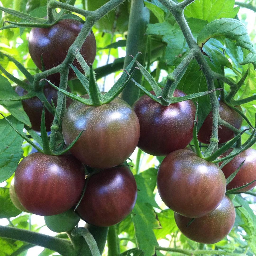 Black Cherry Tomato Seeds, Sweet & Juicy Heirloom Variety