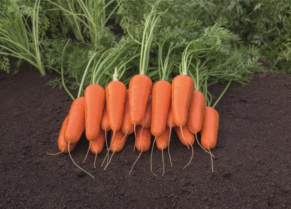 Carson Carrot Seeds – Premium Heirloom Variety for Crisp & Sweet Harvests