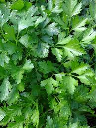 Plain or Common Leaf Parsley Seeds – Heirloom, Non-GMO, Fast-Growing Herb for Culinary & Garden – Buy Premium Parsley Seeds Online