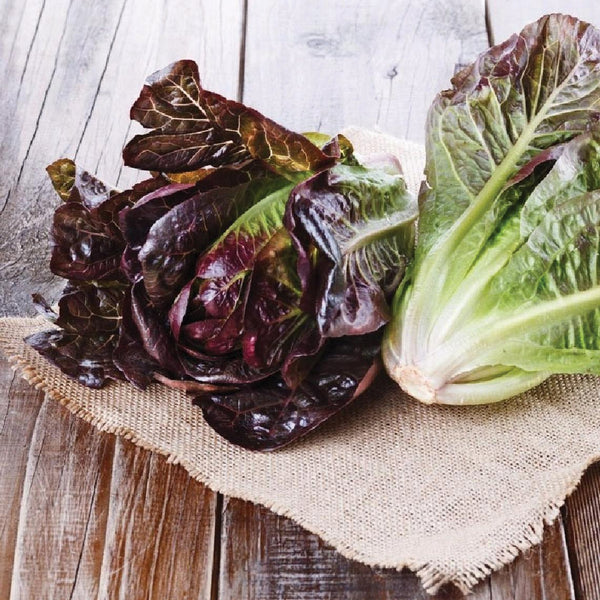 Red Romaine Lettuce Seeds – Heirloom, Crisp & Nutritious, Perfect for Home Gardens