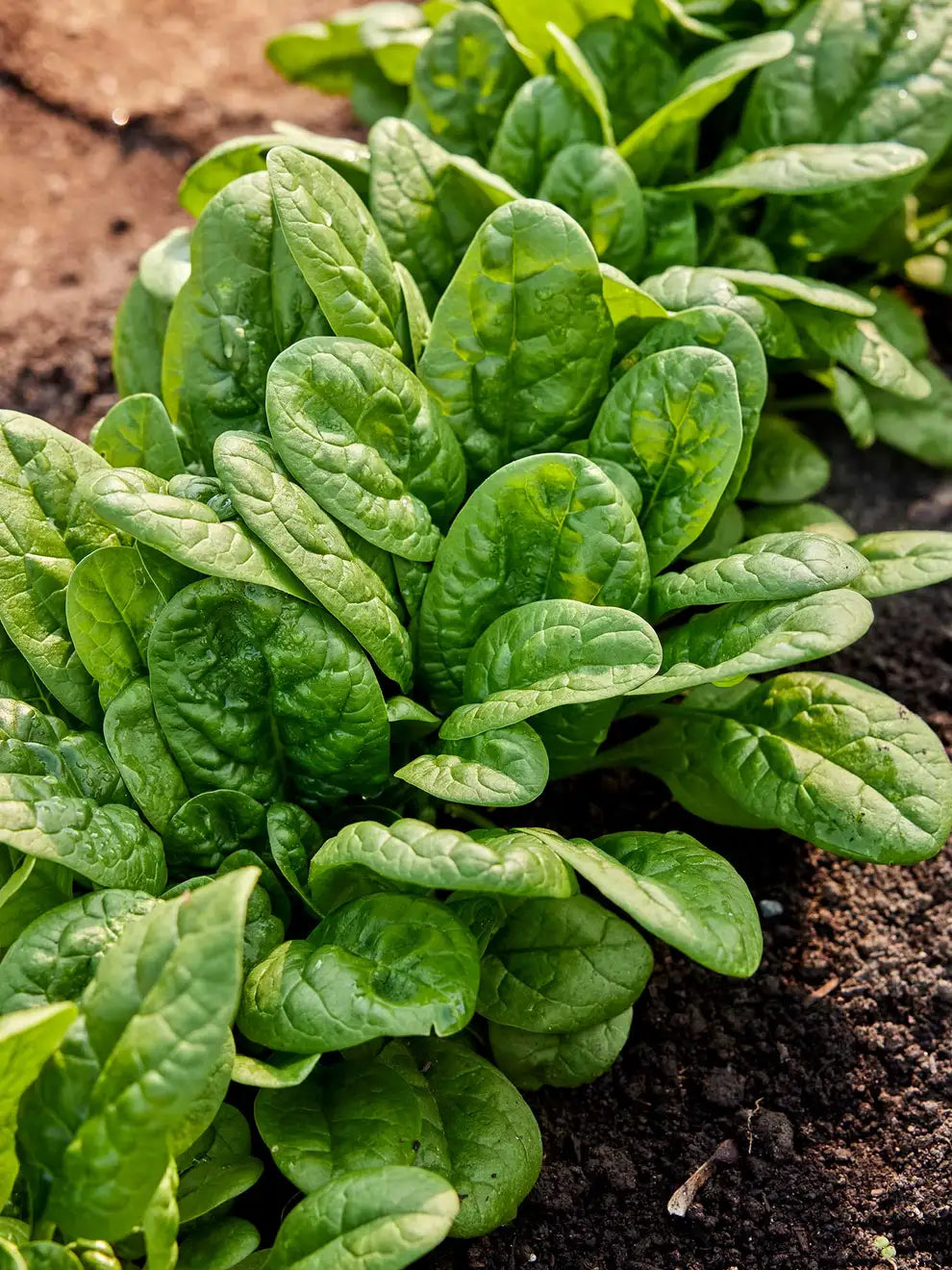 Bloomsdale Long Standing Spinach Seeds – Heirloom, Nutritious, and Cold-Hardy Variety