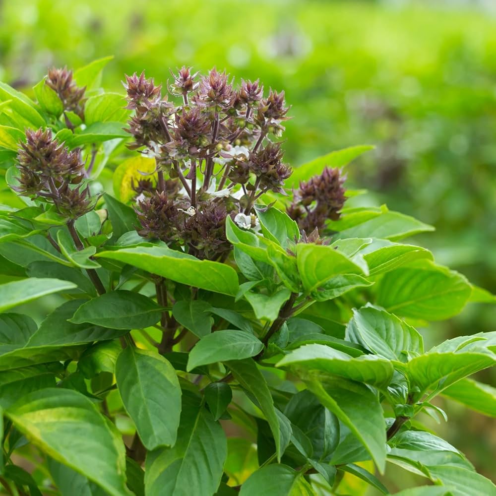 African Blue Basil Seeds for Planting – Aromatic Herb, Pollinator-Friendly, Non-GMO, Fast-Growing Culinary & Ornamental Basil