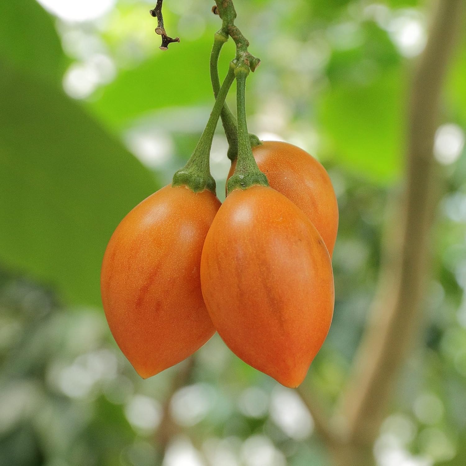 Solanum Seeds (Tree Tomato, )  Perennial Herbaceous Shrub, Self Pollinating, Outdoor Patio Fruit And Berries