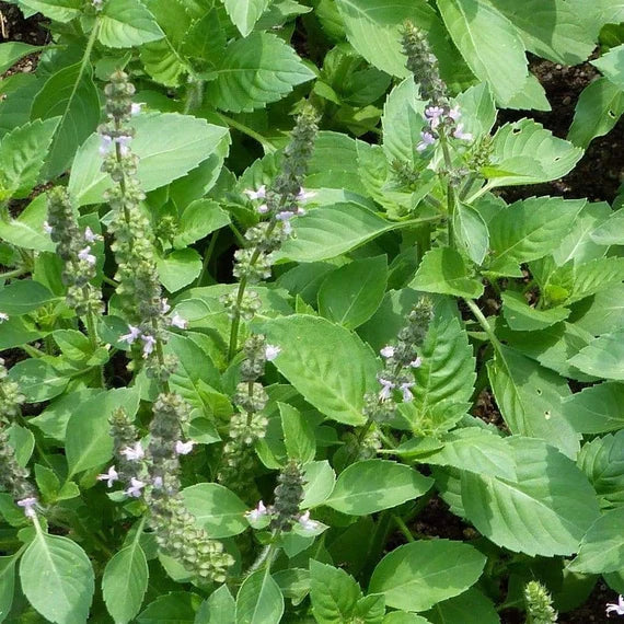 Buy Holy Basil Seeds | Premium Organic Tulsi Seeds for Planting | Grow Aromatic & Medicinal Herbs at Home