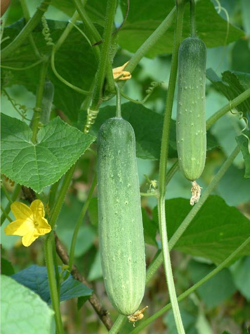 Patio Snacker Cucumber Seeds – Compact, High-Yielding & Perfect for Containers