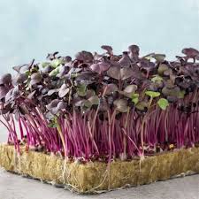 Graines de micro-pousses de radis Sango Red - Des ajouts vibrants et nutritifs à votre jardin de micro-pousses