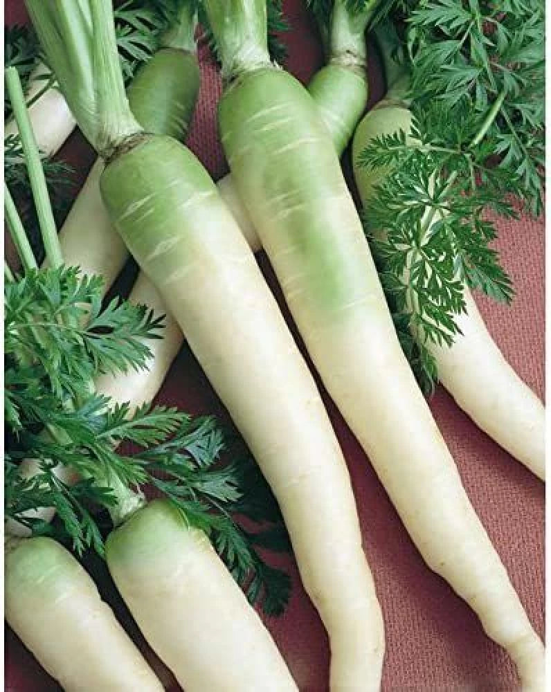 Lunar White Carrot Seeds – Heirloom, Sweet & Crisp