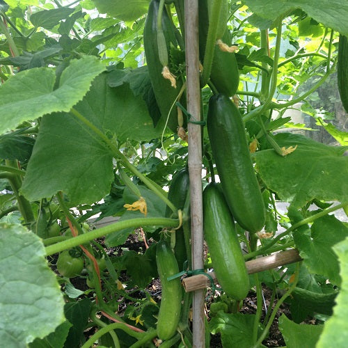 Mini Munch Cucumber Seeds – High-Yield, Crunchy & Sweet - Perfect for Snacking & Salads