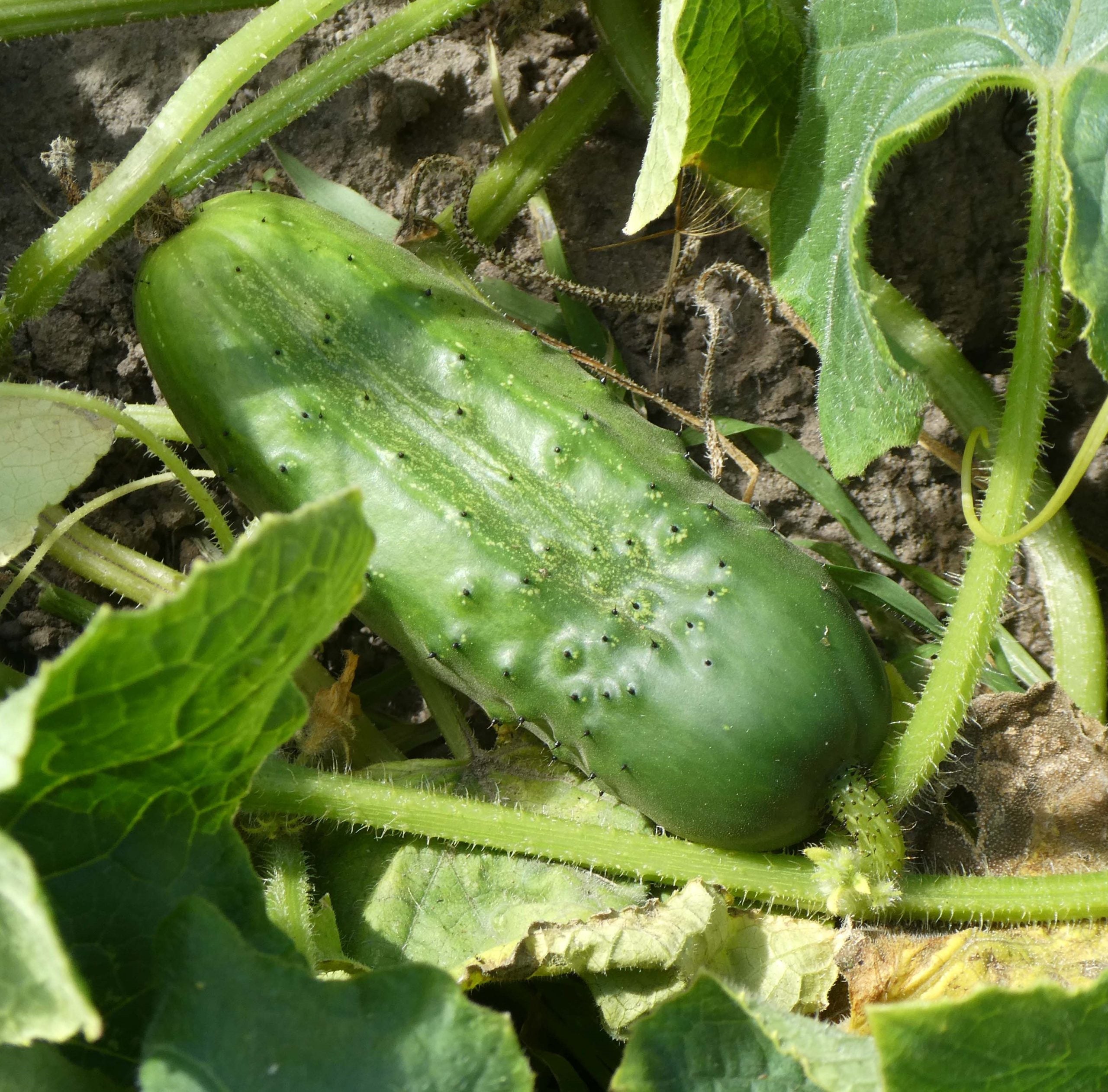 National Pickling Cucumber Seeds – Heirloom, Crisp & Prolific Variety