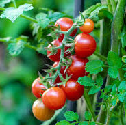 Tomato Tumbling Tom Red Seeds - Perfect for Abundant and Flavorful Hanging Basket Tomatoes