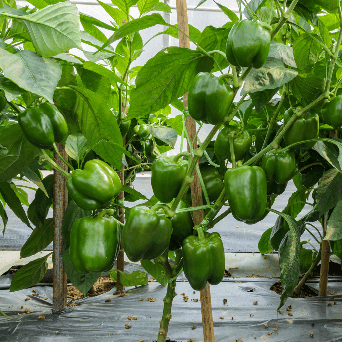 Green Giant Bell Pepper Seeds – Premium Heirloom Sweet Peppers for Home Gardening