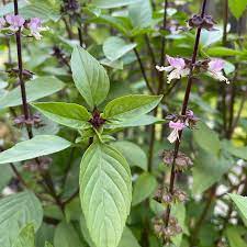 Cinnamon Basil Seeds for Planting – Heirloom, Non-GMO, Aromatic Herb Seeds – Perfect for Culinary & Garden Use