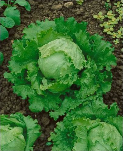 Great Lakes Lettuce Seeds – Heirloom, High-Quality, Fresh & Crisp Lettuce Variety
