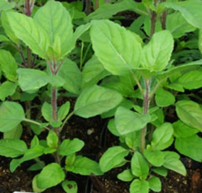 Rama Tulsi Seeds for Planting – Holy Basil | Organic, Heirloom, Non-GMO Herb Seeds for Home Garden & Medicinal Use